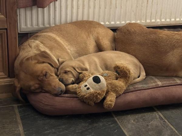 Image 9 of gorgeous fox red Labrador puppies , last 2 available
