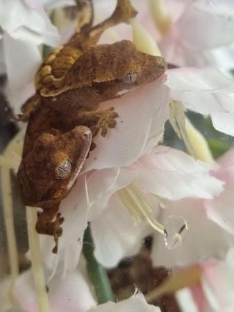 Image 39 of Beautiful Crested Geckos!!! (ONLY 2 LEFT)