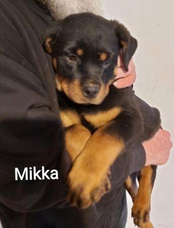 Image 16 of Rottweilerpuppies for sale mixed litter.
