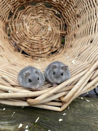 Image 4 of Beautiful baby Winter White Russian Hamsters ready now and s