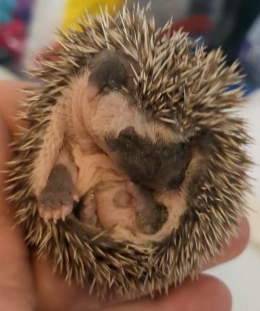 Image 3 of African pgymy hedgehogs