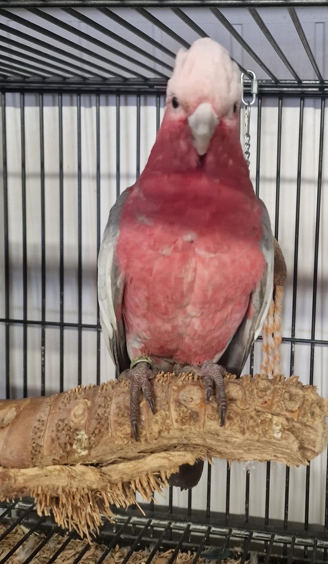 Preview of the first image of Stunning Baby Galah Cockatoo.