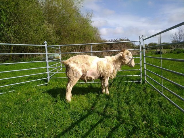 Preview of the first image of 12 month old registered wiltshire horn ram lamb.