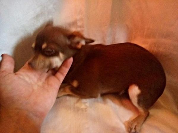 Image 22 of DELILAH - a Delectable, Miniature Chocolate Chihuahua Girl !
