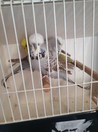 Image 5 of Male Budgies available for pet