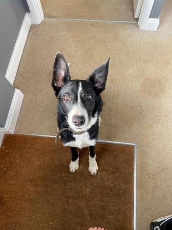 Image 4 of 3.5 year old ISDA pure bred border collie FOR SALE