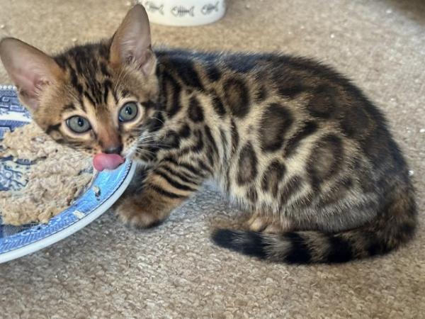 Image 27 of TICA registered bengal kittens for sale!??