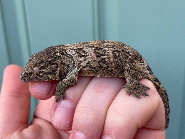 Preview of the first image of Pure Moro Baby Leachianus Geckos.