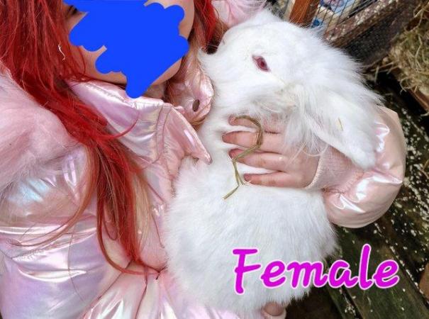 Image 13 of 1 Albino Lion-Lop Bunny For Sale
