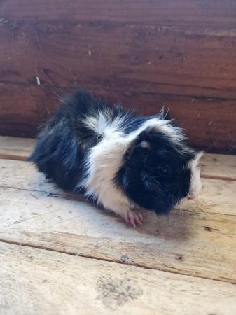 Image 12 of Young Boar Guinea Pigs For Sale