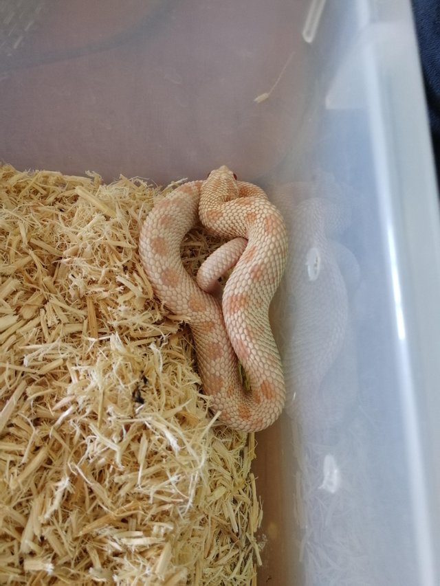 Preview of the first image of Male Snow Hognose Albino Axanthic..
