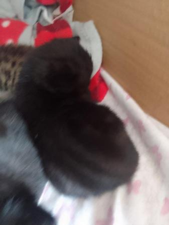 Image 4 of 2 beautiful black Kittens with unique markings