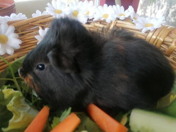 Image 1 of Two Fluffy Male Guinea Pigs