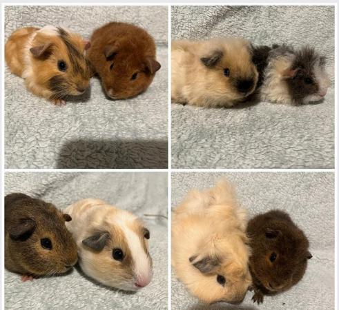 Image 4 of Male Guinea pigs for sale