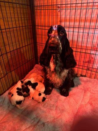 Image 4 of BLUE ROAN PURE SHOW COCKER SPANIEL PUPPIES DNA TESTED