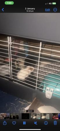 Image 5 of 3 female Guinea pigs for sale