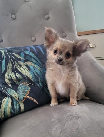 Image 9 of Male Longhaired Blue Sable Chihuahua pup