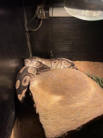 Image 6 of BALL PYTHON FOR SALE VERY FRIENDLY