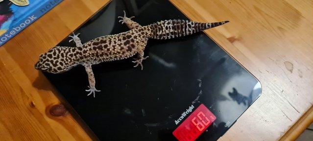 Image 5 of Female Leopard Gecko with Complete Setup