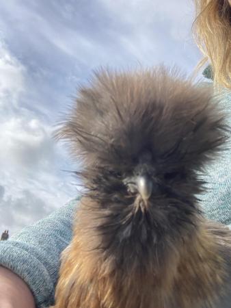 Image 1 of Bearded silkie hatching eggs