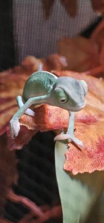 Image 4 of Yemen Chameleon babies, READY N0W £50 male and female avail