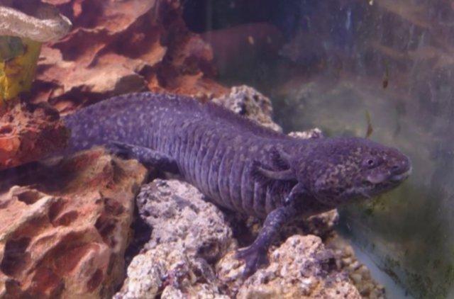Image 3 of Various Axolotls Colours Available Now