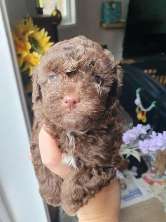Image 15 of kc reg tiny chocolate toy poodle for stud only