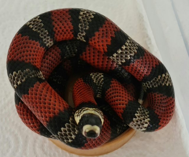 Preview of the first image of Cb22 Honduran milksnakes male.