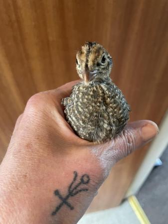 Image 4 of Bobwhite quail chicks for sale. Wrexham