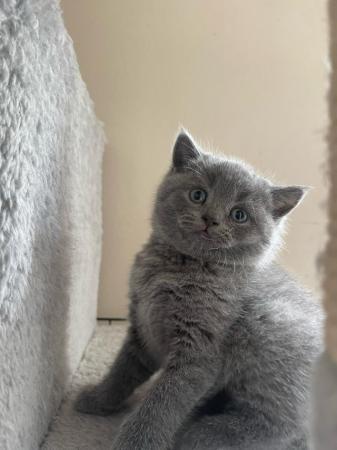 Image 13 of British shorthair kittens