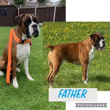 Image 5 of Stunning 3rd generation boxer puppies