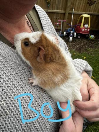 Image 3 of Male Guinea Pigs for sale