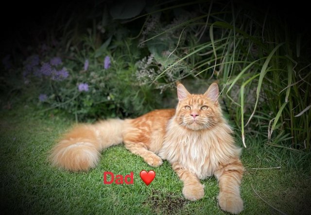Image 10 of Stunning pure Maine coon kittens READY NOW!