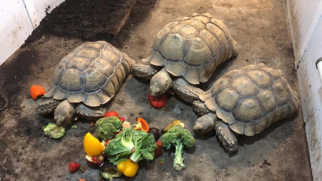 Preview of the first image of Giant Adult Sulcata Tortoises at Breeding Age.