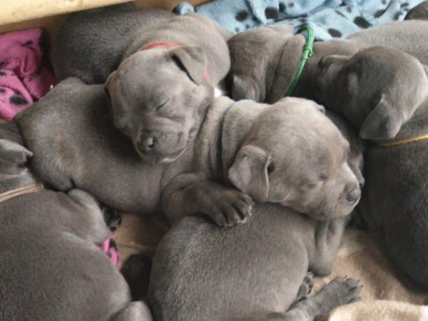 Image 39 of beautiful champion blue Staffordshire bull terrier puppies