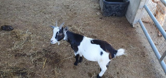 Image 3 of year old male pygmy goat super friendly