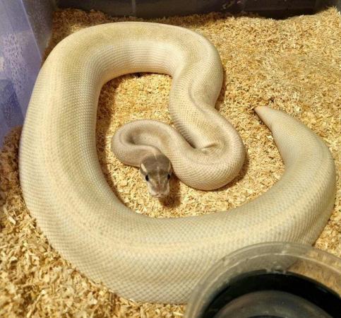 Image 2 of CB21 Super mojave GHI female ball python
