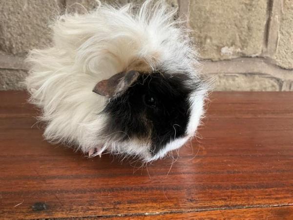 Image 9 of Stunning young curly longhaired male Guinea Pig