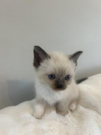 Image 14 of Our beautiful rag doll kittens