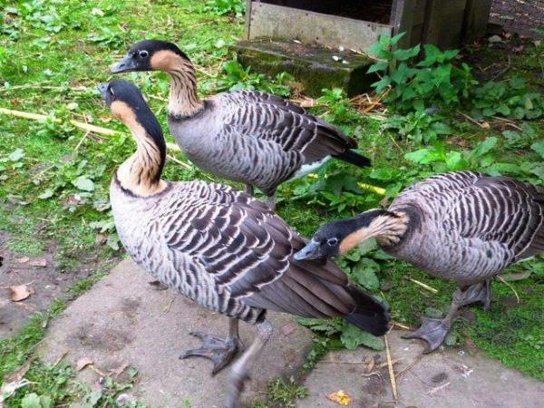 Image 3 of 2023 Bred Pair of Hawaiian Geese