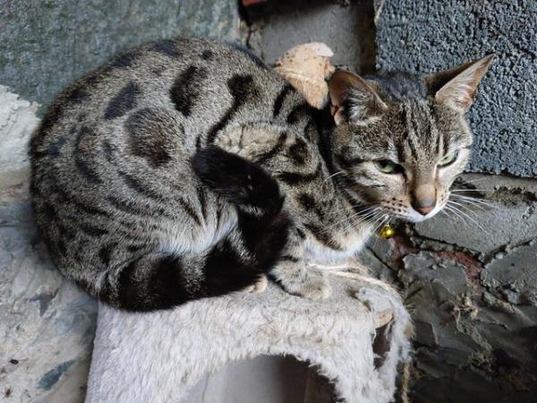 Image 1 of Bengal cat looking for a forever new home