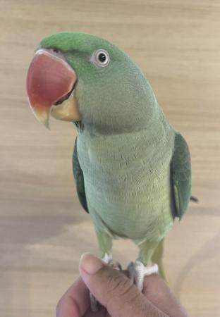 Image 1 of HAND REARED SUPER SILLY TAMED & TALKATIVE ALEXANDRINE BABY