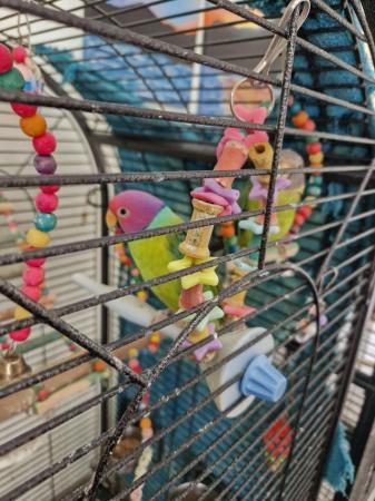 Image 3 of Plumhead parakeets 3yr old male and female