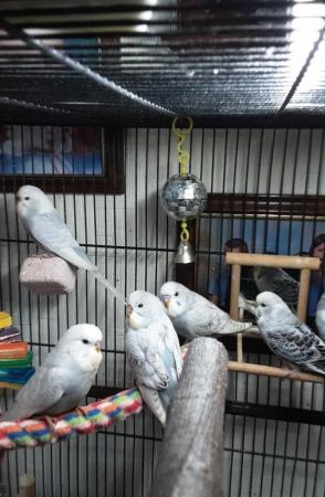 Image 5 of 8week old baby budgies ready for new homes