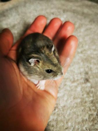 Image 4 of Baby Russian Dwarf Hamsters For Sale