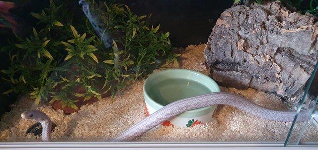 Image 6 of 3 year old male Corn Snake and complete Vivarium.