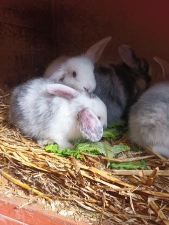Image 7 of 8wks old gorgeous Mini lops £30 each or two for £55