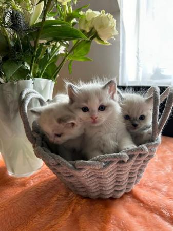 Image 4 of 3 Pedigree Ragdoll Boy Kittens available !