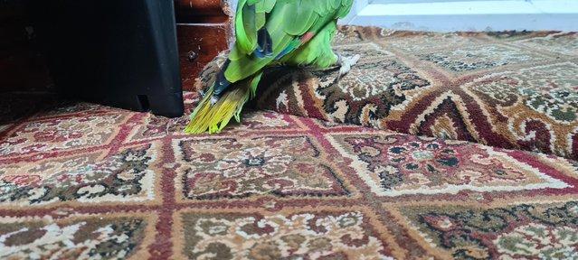 Image 3 of Duble yellow head baby parrot for sale