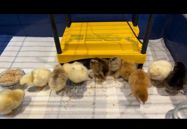 Preview of the first image of *** hybrid chicks available ***.
